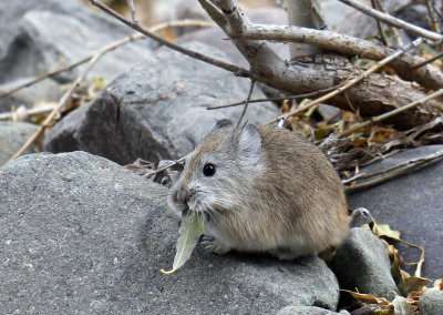 LAGOMORPHA - PIKA - ROYLE'S PIKA - HEMIS NATIONAL PARK - LADAKH INDIA - JAMMU & KASHMIR NEAR RUMBAK VILLAGE (13).JPG