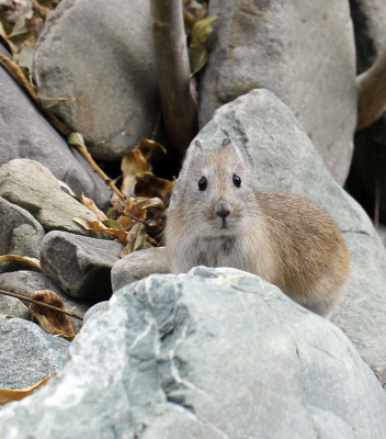 LAGOMORPHA - PIKA - ROYLE'S PIKA - HEMIS NATIONAL PARK - LADAKH INDIA - JAMMU & KASHMIR NEAR RUMBAK VILLAGE (27).JPG