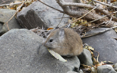 LAGOMORPHA - PIKA - ROYLE'S PIKA - HEMIS NATIONAL PARK - LADAKH INDIA - JAMMU & KASHMIR NEAR RUMBAK VILLAGE (9).JPG