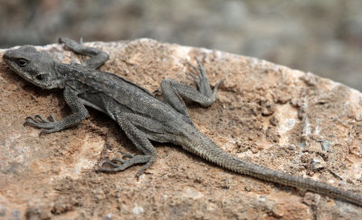 Toad Agama (Phrynocephalus reticulates)