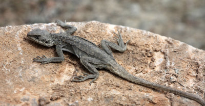 Toad Agama (Phrynocephalus reticulates)