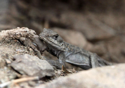 Toad Agama (Phrynocephalus reticulates)