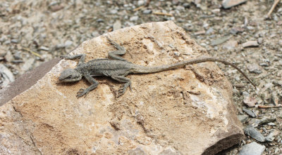 Toad Agama (Phrynocephalus reticulates)