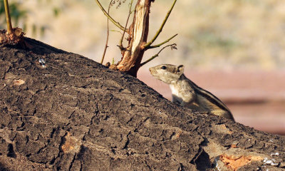 RODENT - SQUIRREL - FIVE -STRIPED SQUIRREL - OLD DELHI INDIA - OCTOBER 2014 (25).JPG