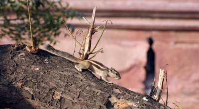 RODENT - SQUIRREL - FIVE -STRIPED SQUIRREL - OLD DELHI INDIA - OCTOBER 2014 (29).JPG