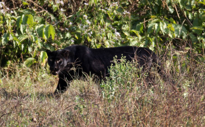 FELID - ASIATIC LEOPARD - MELANISTIC FORM - HUAI KHA KHAENG - KAPOK KAPIEN STATION & MINERAL LICK - THAILAND (387).JPG
