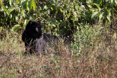 FELID - ASIATIC LEOPARD - MELANISTIC FORM - HUAI KHA KHAENG - KAPOK KAPIEN STATION & MINERAL LICK - THAILAND (392).JPG