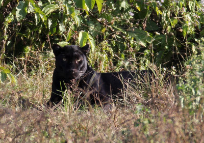 FELID - ASIATIC LEOPARD - MELANISTIC FORM - HUAI KHA KHAENG - KAPOK KAPIEN STATION & MINERAL LICK - THAILAND (395).JPG