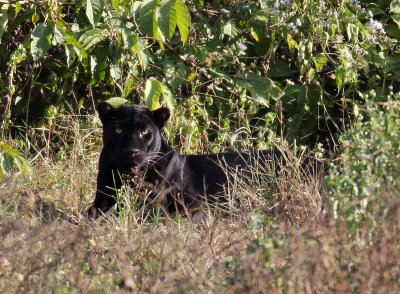 FELID - ASIATIC LEOPARD - MELANISTIC FORM - HUAI KHA KHAENG - KAPOK KAPIEN STATION & MINERAL LICK - THAILAND (399).JPG