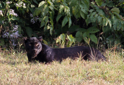 FELID - ASIATIC LEOPARD - MELANISTIC FORM - HUAI KHA KHAENG - KAPOK KAPIEN STATION & MINERAL LICK - THAILAND (401).JPG