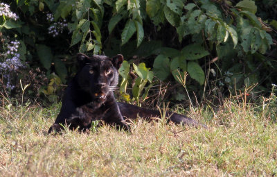 FELID - ASIATIC LEOPARD - MELANISTIC FORM - HUAI KHA KHAENG - KAPOK KAPIEN STATION & MINERAL LICK - THAILAND (431).JPG