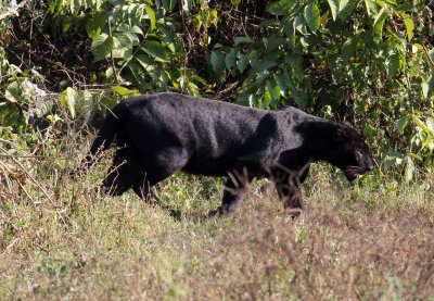 FELID - ASIATIC LEOPARD - MELANISTIC FORM - HUAI KHA KHAENG - KAPOK KAPIEN STATION & MINERAL LICK - THAILAND (442).JPG