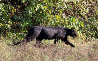 FELID - ASIATIC LEOPARD - MELANISTIC FORM - HUAI KHA KHAENG - KAPOK KAPIEN STATION & MINERAL LICK - THAILAND (445).JPG