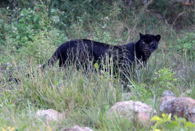 FELID - ASIATIC LEOPARD - MELANISTIC FORM - HUAI KHA KHAENG - KAPOK KAPIEN STATION & MINERAL LICK - THAILAND (465).JPG