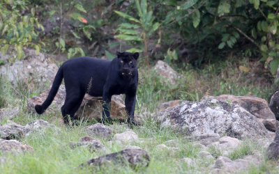 FELID - ASIATIC LEOPARD - MELANISTIC FORM - HUAI KHA KHAENG - KAPOK KAPIEN STATION & MINERAL LICK - THAILAND (481).JPG