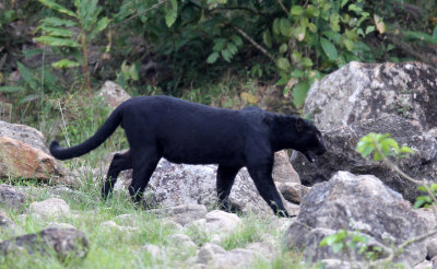 FELID - ASIATIC LEOPARD - MELANISTIC FORM - HUAI KHA KHAENG - KAPOK KAPIEN STATION & MINERAL LICK - THAILAND (492).JPG