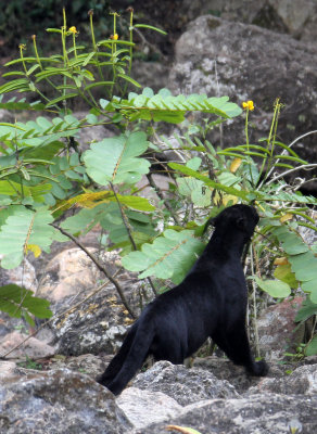 FELID - ASIATIC LEOPARD - MELANISTIC FORM - HUAI KHA KHAENG - KAPOK KAPIEN STATION & MINERAL LICK - THAILAND (497).JPG
