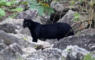 FELID - ASIATIC LEOPARD - MELANISTIC FORM - HUAI KHA KHAENG - KAPOK KAPIEN STATION & MINERAL LICK - THAILAND (513).JPG
