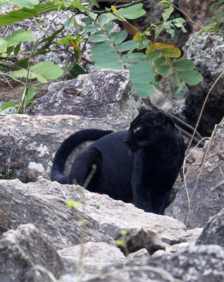 FELID - ASIATIC LEOPARD - MELANISTIC FORM - HUAI KHA KHAENG - KAPOK KAPIEN STATION & MINERAL LICK - THAILAND (585).JPG