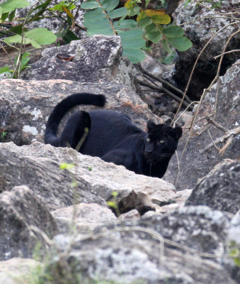 FELID - ASIATIC LEOPARD - MELANISTIC FORM - HUAI KHA KHAENG - KAPOK KAPIEN STATION & MINERAL LICK - THAILAND (591).JPG