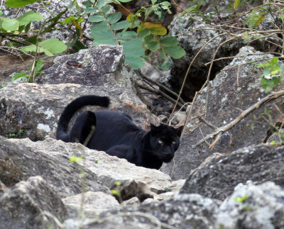 FELID - ASIATIC LEOPARD - MELANISTIC FORM - HUAI KHA KHAENG - KAPOK KAPIEN STATION & MINERAL LICK - THAILAND (603).JPG