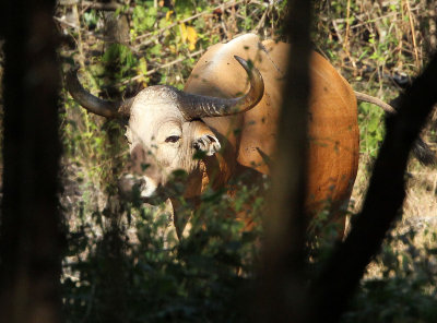 BOVID - BANTENG - HUAI KHA KHAENG NATURE RESERVE - NEAR HEADQUARTERS - THAILAND (29).JPG