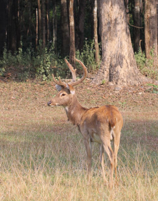 CERVID - DEER - ELD'S DEER - HUAI KHA KHAENG NATURE RESERVE - HEADQUARTERS - THAILAND (129).JPG