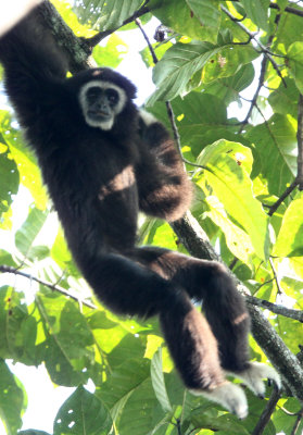 White-handed Gibbon, Huai Kha Khaeng 
