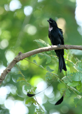 BIRD - DRONGO - GREATER RACKET-TAILED DRONGO - HUAI KHA KHAENG NATURE RESERVE - HEADQUARTERS - THAILAND (17).JPG