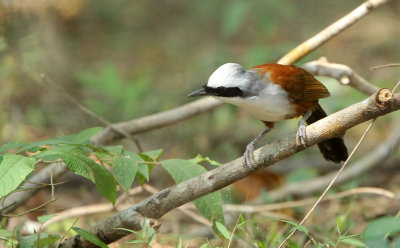 BIRD - LAUGHINGTHRUSH - WHITE-CRESTED LAUGHINGTHRUSH - HUAI KHA KHAENG NATURE RESERVE -HEADQUARTERS - THAILAND (10).JPG
