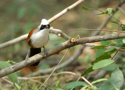 BIRD - LAUGHINGTHRUSH - WHITE-CRESTED LAUGHINGTHRUSH - HUAI KHA KHAENG NATURE RESERVE -HEADQUARTERS - THAILAND (5).JPG