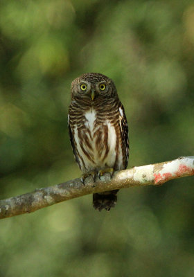 BIRD - OWLET - ASIAN BARRED OWLET - GLAUCIDIUM CUCULOIDES - HUAI KHA KHAENG NATURE RESERVE THAILAND (11).JPG