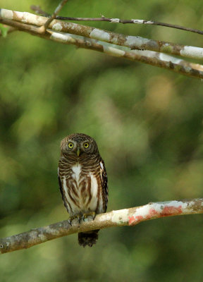 BIRD - OWLET - ASIAN BARRED OWLET - GLAUCIDIUM CUCULOIDES - HUAI KHA KHAENG NATURE RESERVE THAILAND (9).JPG