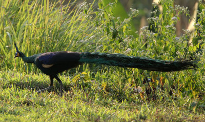 BIRD - PEAFOWL - KHAO BAN DAI STATION - HUAI KHA KHAENG NATURE RESERVE - HEADQUARTERS - THAILAND (9).JPG