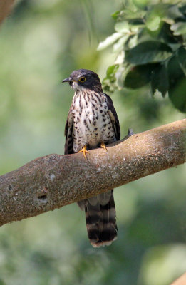 BIRD - Common Hawk-Cuckoo Hierococcyx varius - HUAI KHA KHAENG NATURE RESERVE - HEADQUARTERS - THAILAND 13.JPG