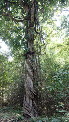 HUAI KHA KHAENG NATURE RESERVE - HEADQUARTERS - THAILAND (101).JPG