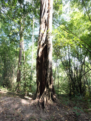 HUAI KHA KHAENG NATURE RESERVE - KAPOK KAPIEN STATION & MINERAL LICK - THAILAND (107).JPG