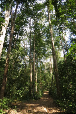 HUAI KHA KHAENG NATURE RESERVE - KAPOK KAPIEN STATION & MINERAL LICK - THAILAND (33).JPG
