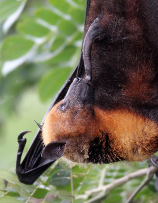 CHIROPTERA - LYLE'S FLYING FOX - PTEROPUS LYLEI - WAT THA SUNG TAKSINARAM - BANG SAI AYUTHAYA PROVINCE THAILAND (1).jpg