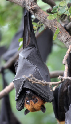 CHIROPTERA - LYLE'S FLYING FOX - PTEROPUS LYLEI - WAT THA SUNG TAKSINARAM - BANG SAI AYUTHAYA PROVINCE THAILAND (11).JPG