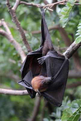 CHIROPTERA - LYLE'S FLYING FOX - PTEROPUS LYLEI - WAT THA SUNG TAKSINARAM - BANG SAI AYUTHAYA PROVINCE THAILAND (17).JPG