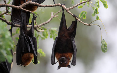 CHIROPTERA - LYLE'S FLYING FOX - PTEROPUS LYLEI - WAT THA SUNG TAKSINARAM - BANG SAI AYUTHAYA PROVINCE THAILAND (26).JPG