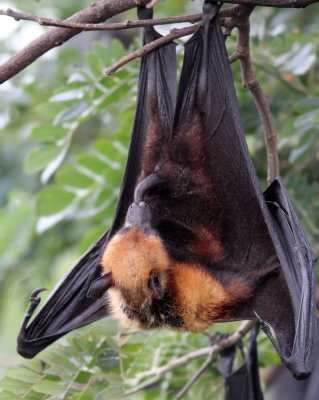 CHIROPTERA - LYLE'S FLYING FOX - PTEROPUS LYLEI - WAT THA SUNG TAKSINARAM - BANG SAI AYUTHAYA PROVINCE THAILAND (40).JPG