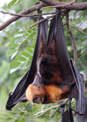 CHIROPTERA - LYLE'S FLYING FOX - PTEROPUS LYLEI - WAT THA SUNG TAKSINARAM - BANG SAI AYUTHAYA PROVINCE THAILAND (44).JPG