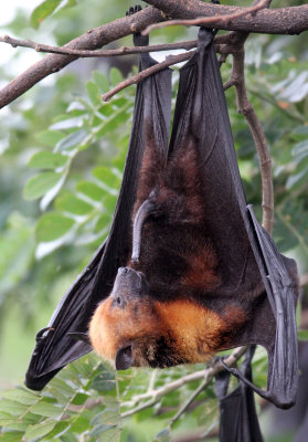 CHIROPTERA - LYLE'S FLYING FOX - PTEROPUS LYLEI - WAT THA SUNG TAKSINARAM - BANG SAI AYUTHAYA PROVINCE THAILAND (46).JPG