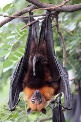 CHIROPTERA - LYLE'S FLYING FOX - PTEROPUS LYLEI - WAT THA SUNG TAKSINARAM - BANG SAI AYUTHAYA PROVINCE THAILAND (52).JPG