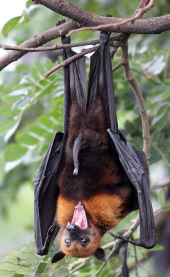 CHIROPTERA - LYLE'S FLYING FOX - PTEROPUS LYLEI - WAT THA SUNG TAKSINARAM - BANG SAI AYUTHAYA PROVINCE THAILAND (64).JPG