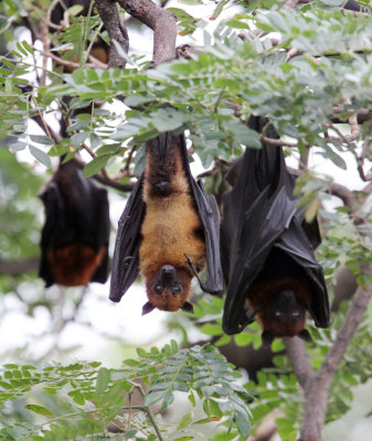 CHIROPTERA - LYLE'S FLYING FOX - PTEROPUS LYLEI - WAT THA SUNG TAKSINARAM - BANG SAI AYUTHAYA PROVINCE THAILAND (72).JPG