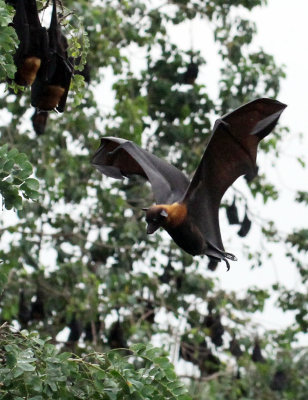 CHIROPTERA - LYLE'S FLYING FOX - PTEROPUS LYLEI - WAT THA SUNG TAKSINARAM - BANG SAI AYUTHAYA PROVINCE THAILAND (78).JPG