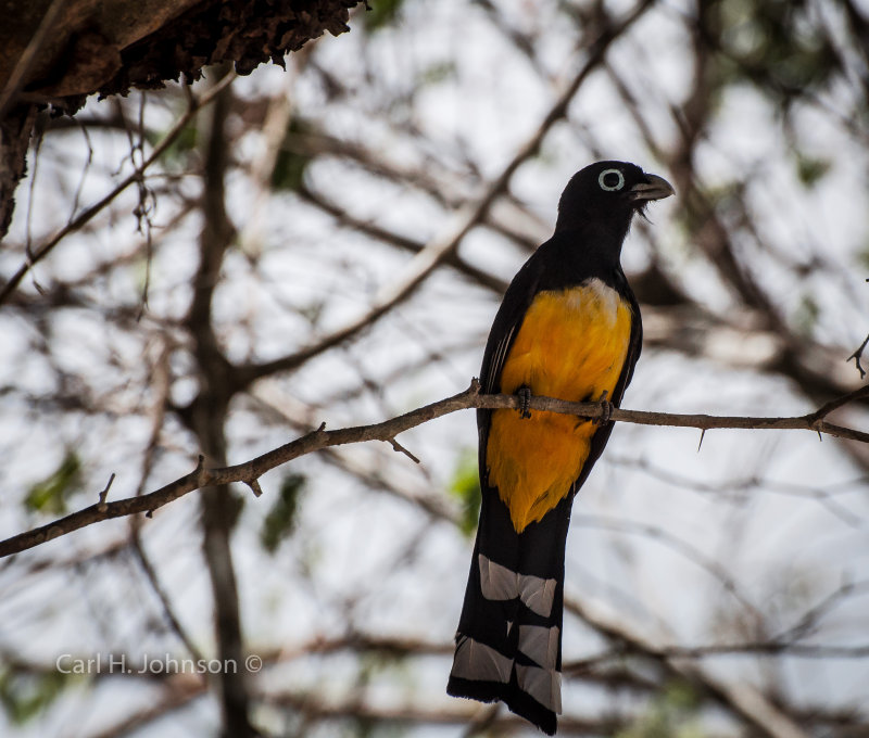 Black-headed Trogon (Trogon melanocephalus)